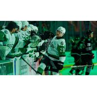 Texas Stars forward Matěj Blümel