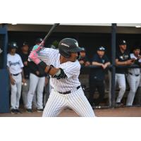 Hans Montero at bat for the Tampa Tarpons